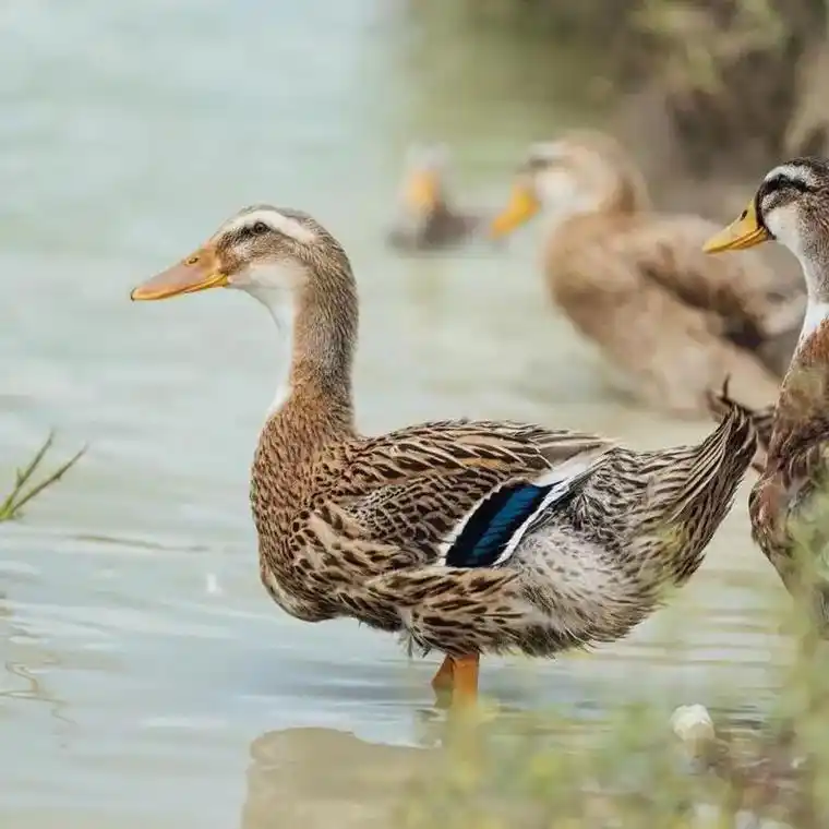 会飞的农家水养麻鸭.会飞的农家水养土麻鸭, 欢迎团购,生鲜电 - 抖音