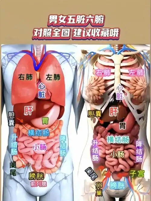 人体科普:人体器官五脏六腑位置分布