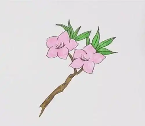 彩色樱花简笔画怎么画简单漂亮樱花简笔分步骤图解