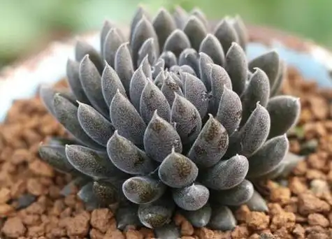 植物篇:开花的种类(滇石莲(景天科,石莲属植物)) - 求真百科