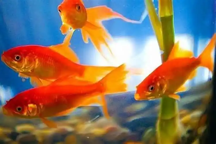 梦见发财鱼(梦见别人买鱼什么码)