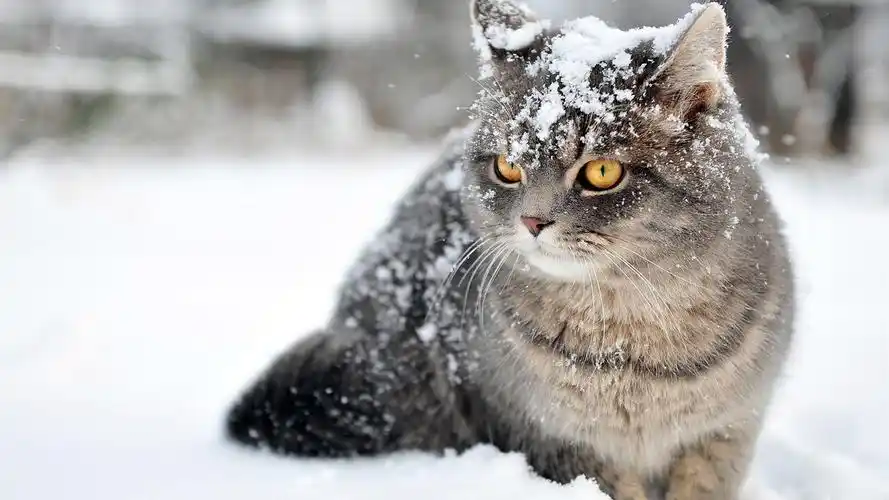 灰色的猫在雪地里,伴随著雪花 壁纸