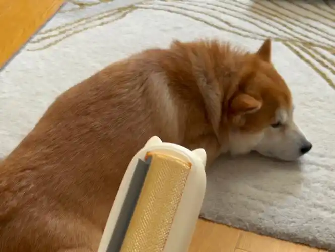 掉毛怪持续掉毛中