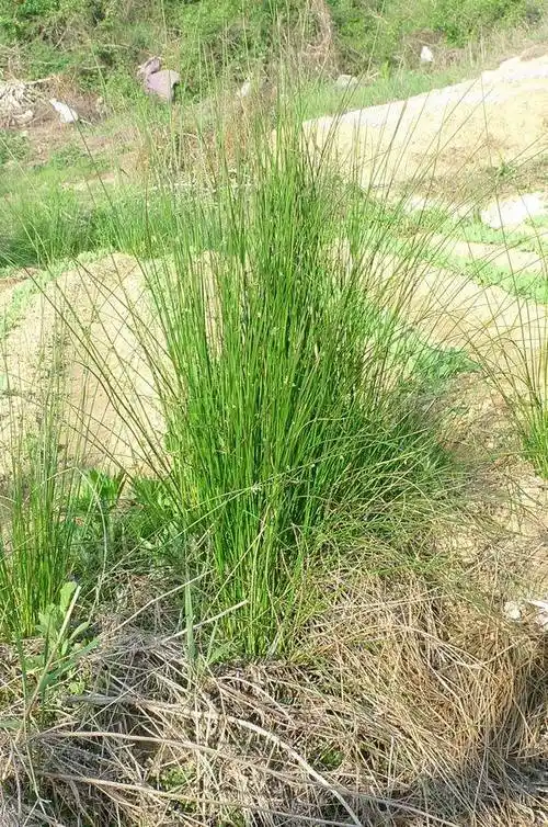 我见到的山东本土植物和园林栽培植物(252) 野灯心草