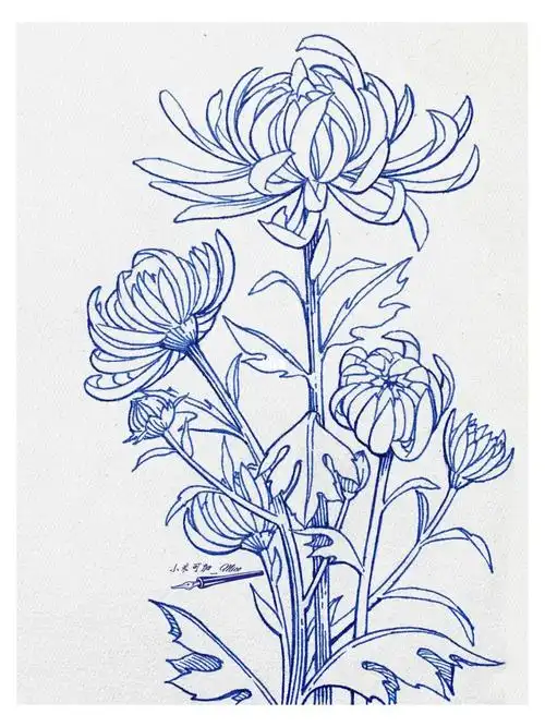 钢笔绘画菊花