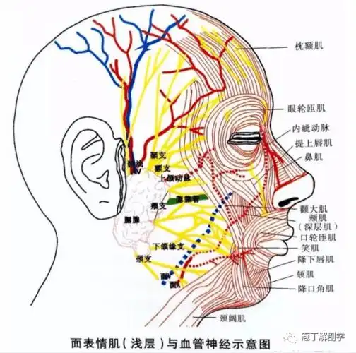针刀治疗面肌痉挛症_面神经