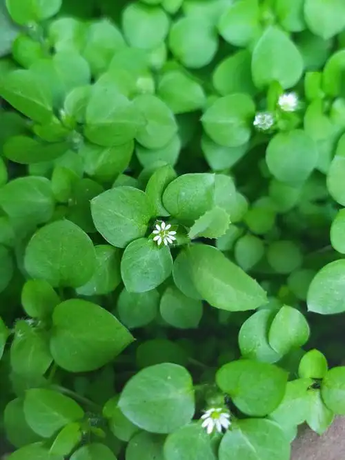 苔花小如米,也学牡丹开