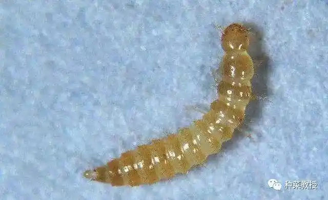 ▼幼虫多存在于土壤中,啃食植物根部传染真菌,造成植株感染.