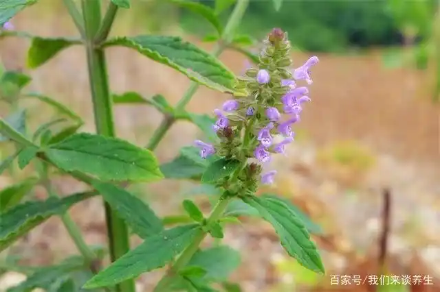 蛤蟆草有什么药用价值,对扁桃体真的有作用吗?今天告诉各位答案