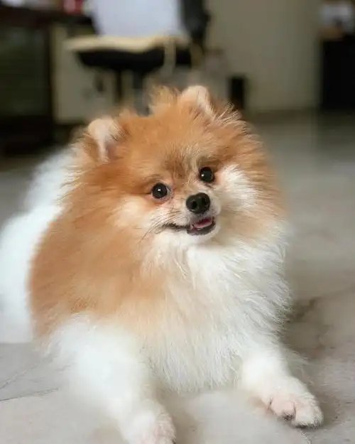 博美9个月的小狐狸