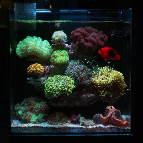 40背滤海水缸全套珊瑚缸原生玻璃海缸小型检疫鱼缸饲养珊瑚海水鱼