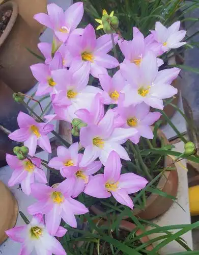 如何让风雨兰多开花?"一个"小妙招,能让它一年开花七八次!