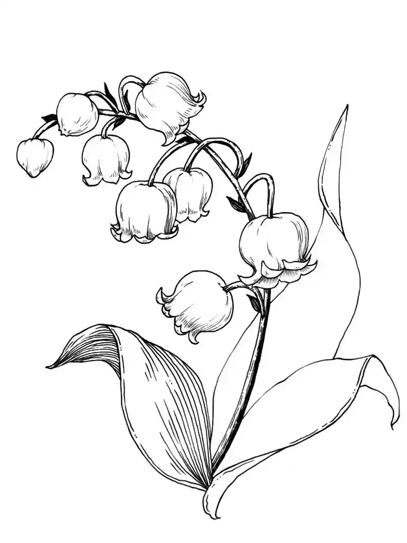 适合零基础小白的铃兰花手绘步骤图～#绘画 #跟着抖音学画画 - 抖音