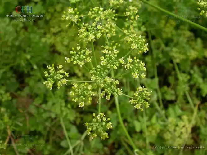 p>欧芹属,学名petroselinum hill , a target="_blank" href="/item