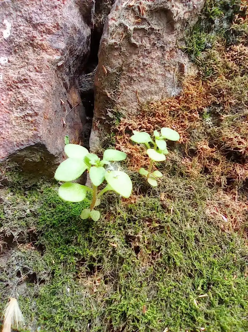 石缝里的生命.以前很少留意小花小草,觉得它不是风景,也不会带 - 抖音
