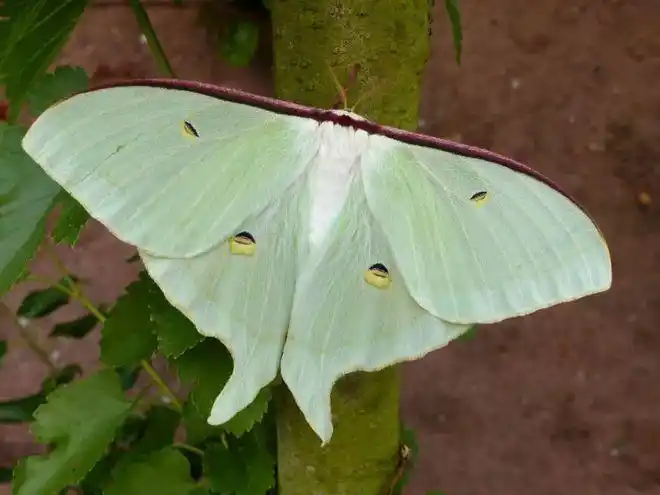 别不信,红配绿真的可以很优雅|蚕蛾|绿尾|幼虫|尾大|成虫_网易订阅