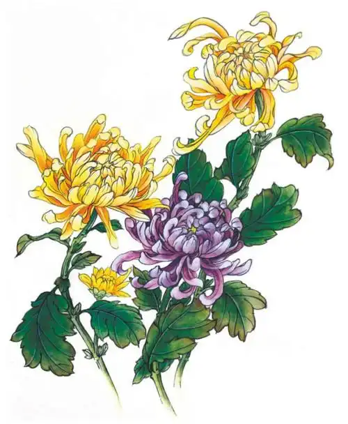 工笔菊花的画法