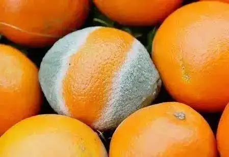 原创链接:次氯酸专题|酸性电解水让霉菌无处藏身!