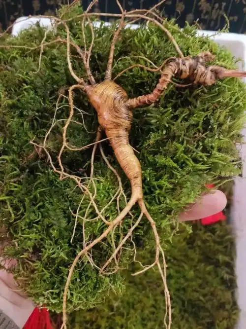 野山参长芦老纹珍珠点明显