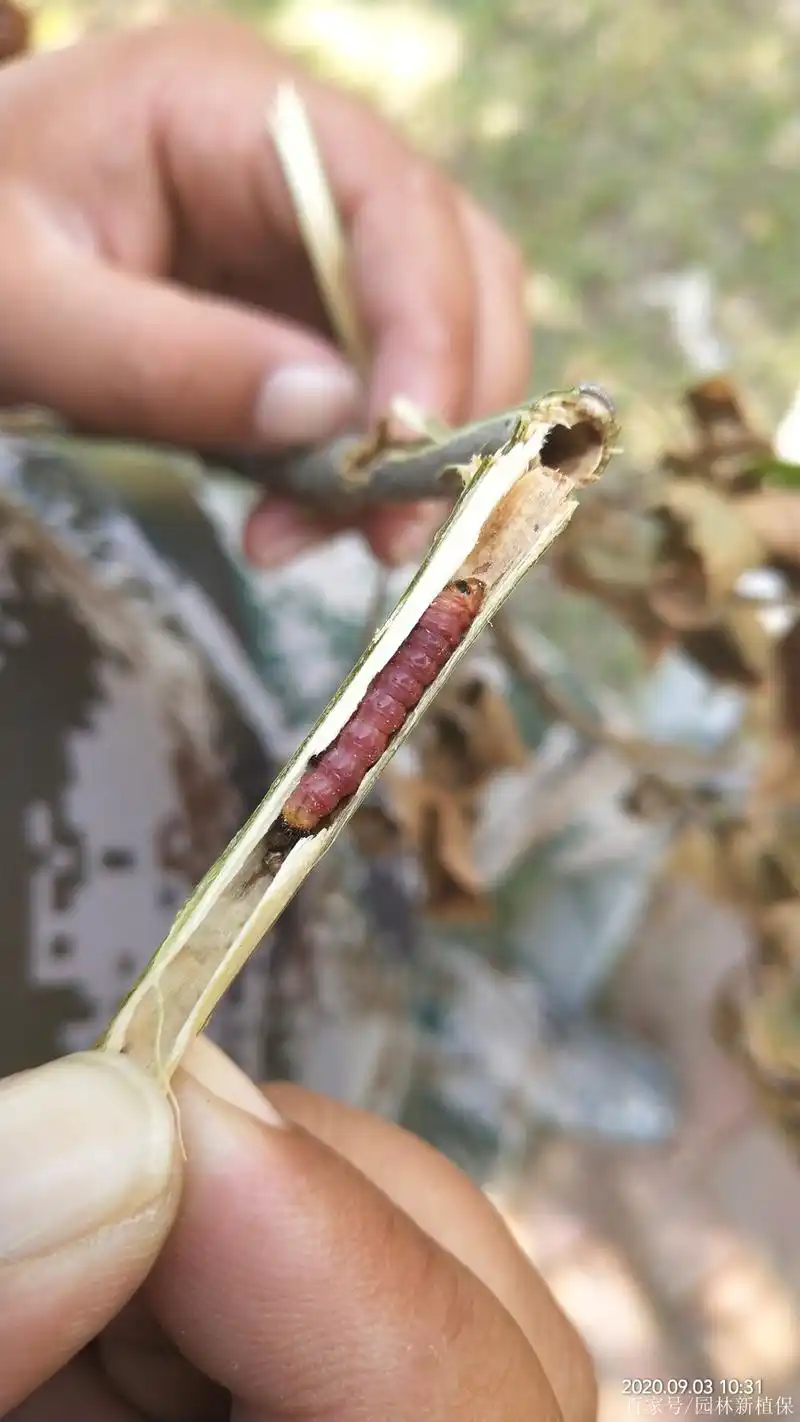 木蠹蛾"各个年龄段"齐聚一堂?防治诀窍在这里!