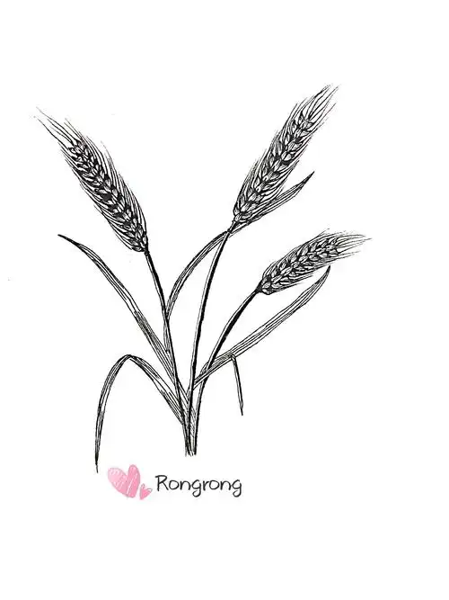 76-【黑白植物绘】麦穗13.含步骤 - 简书