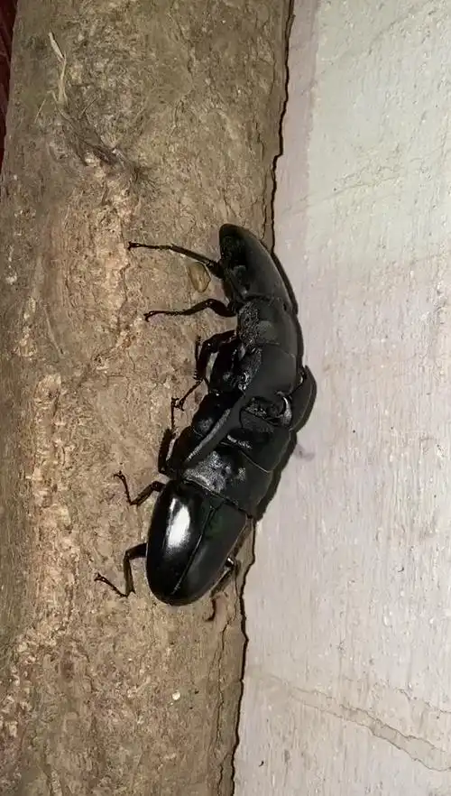 1115巴拉望巨扁vs99苏门答腊巨扁