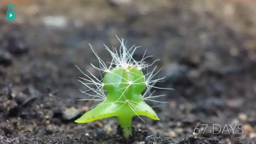 火龙果种子,延时摄影记录下113天内的成长过程…看幼苗慢慢生长的过程