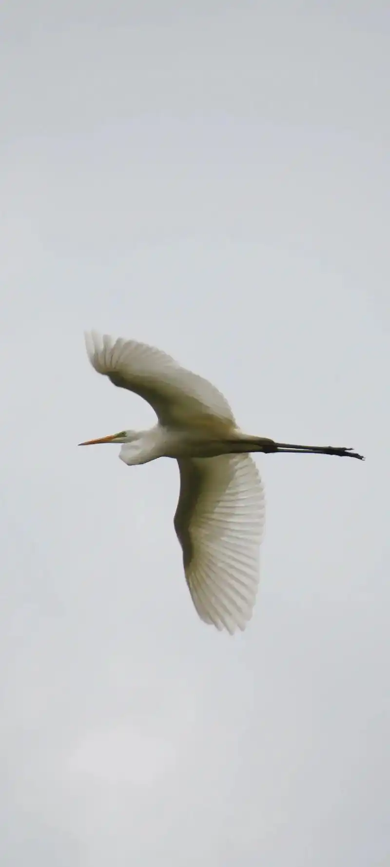 大白鹭(学名:ardea alba)是大型鹭科鸟 - 抖音