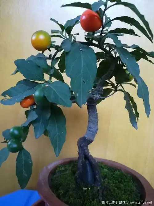 养了4年的珊瑚豆