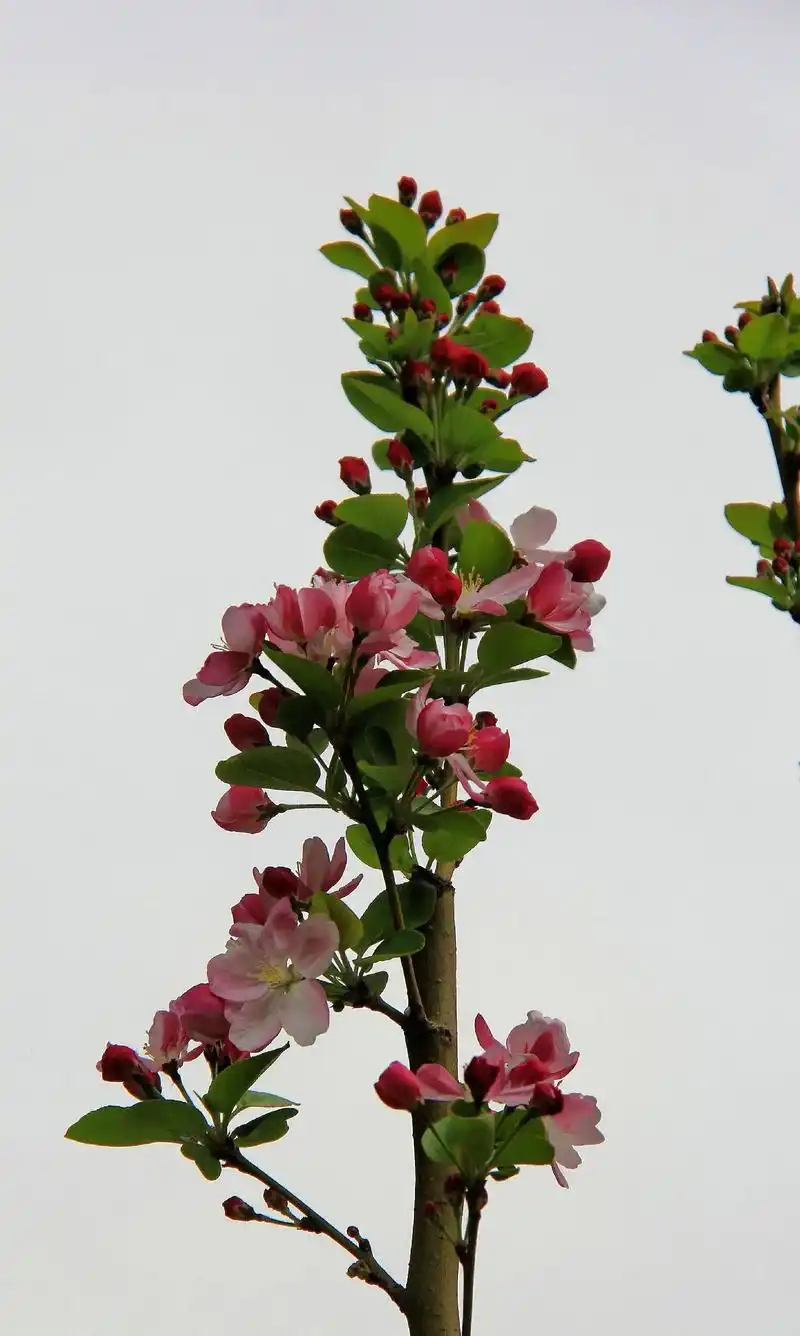 西府海棠.春来东风轻柔吹,西府名花斗芳菲.蜂飞蝶舞忙 - 抖音