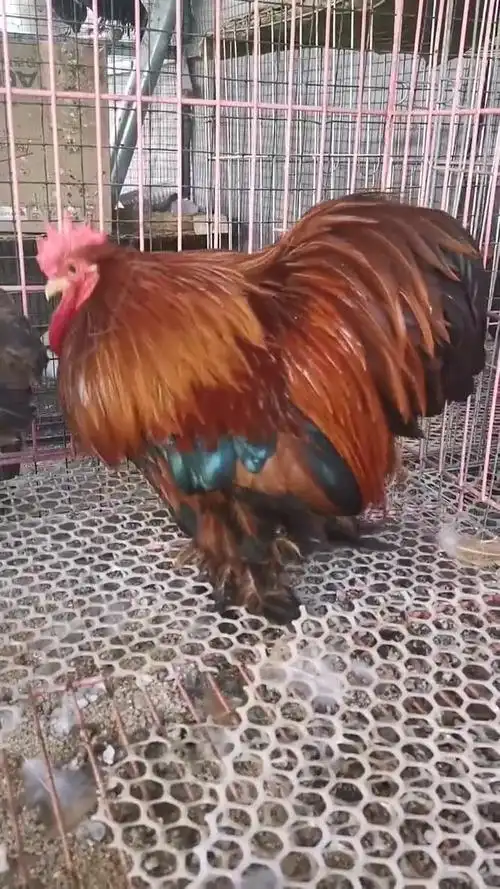 科钦球鸡,也叫日本球鸡