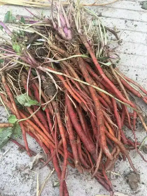 丹参种苗种植才能高产