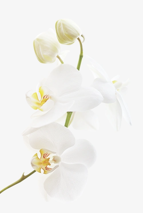 白色蝴蝶兰