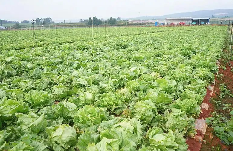 在位于陆良县小百户镇炒铁村的云南某农业有限公司高标准露天蔬菜种植