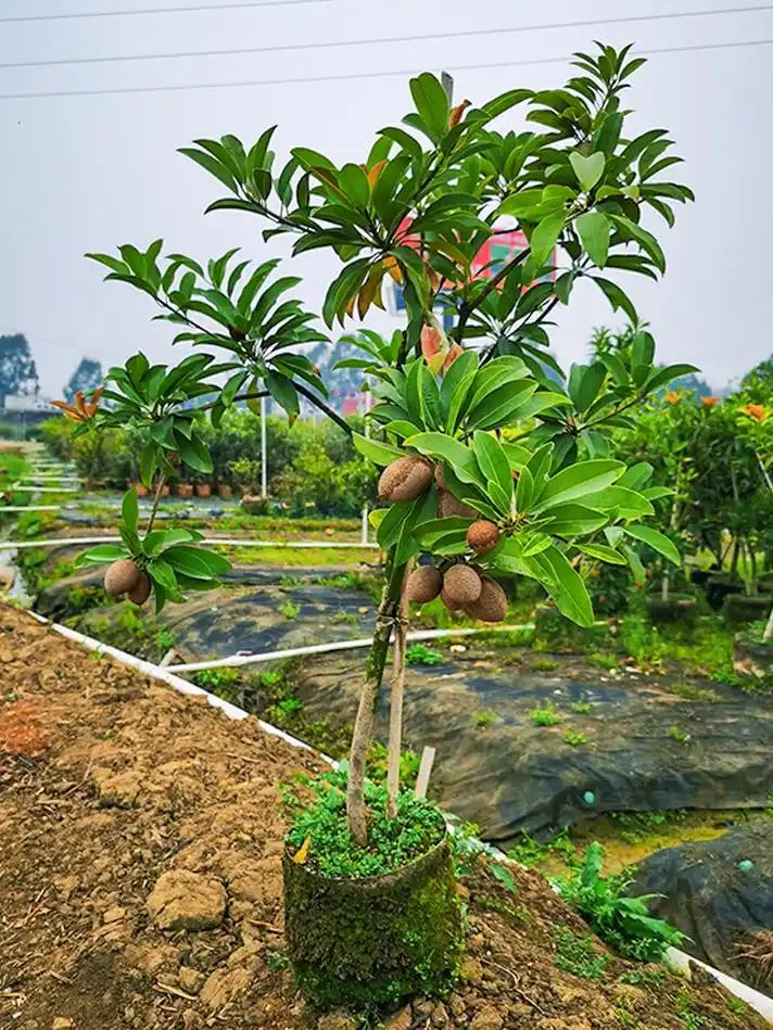 四季软枝人心果树苗 仁心果人参果吴凤柿带果树苗基地