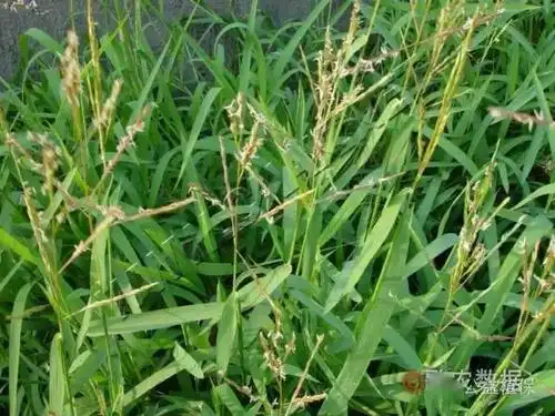 水稻田杂草高清图片收藏版