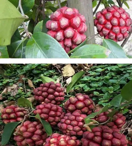 稀有水果恏痴黑老虎水果新鲜血藤果布福娜酒饭团稀奇古怪稀有恶魔果实