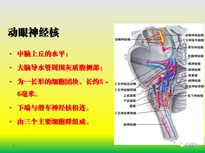 动眼神经解剖