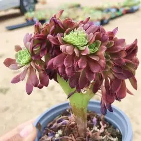 法师多肉嘉年华