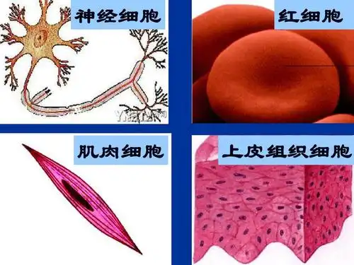 新课标高中生物必修一课件 神经细胞 红细胞 肌肉细胞 上皮组织细胞
