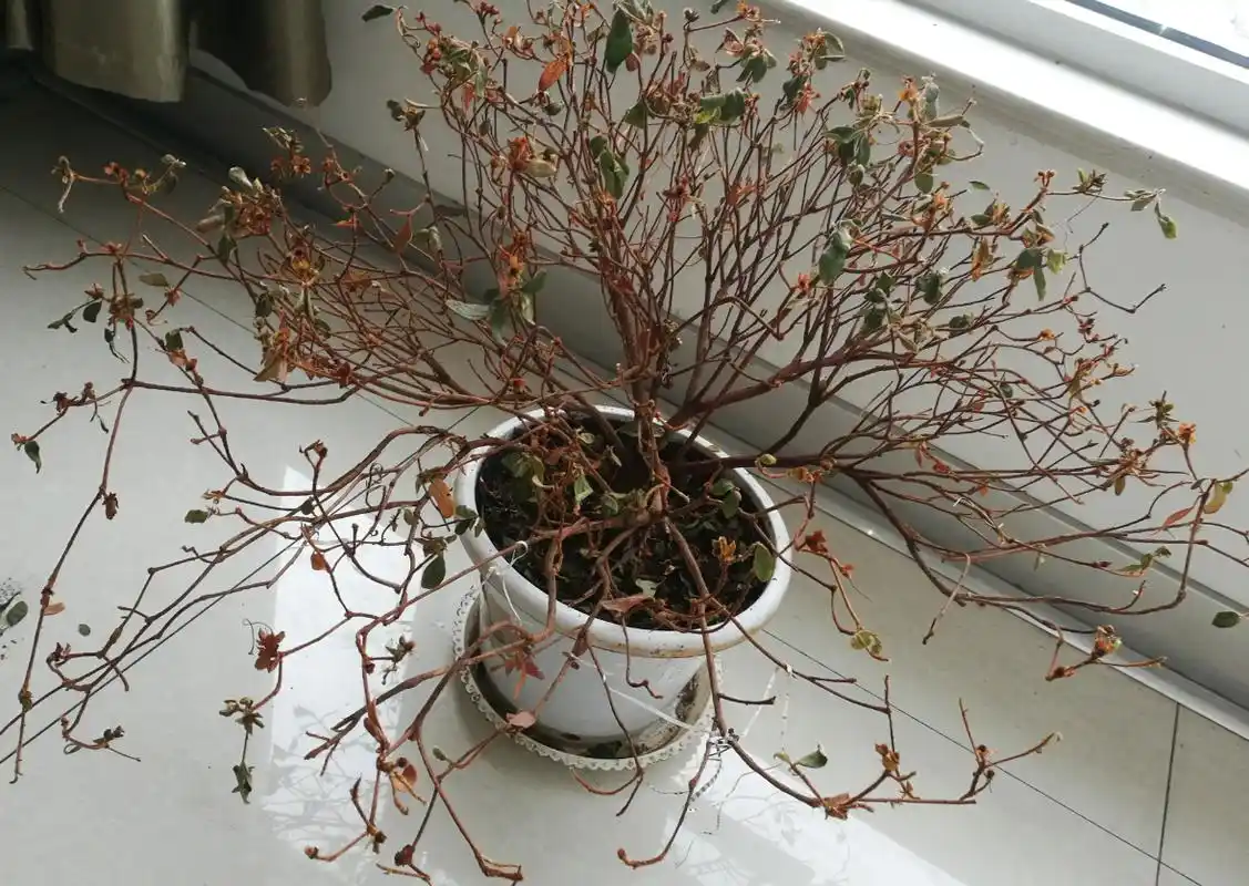 杜鹃花干枯了有一个多月了,还能救活吗