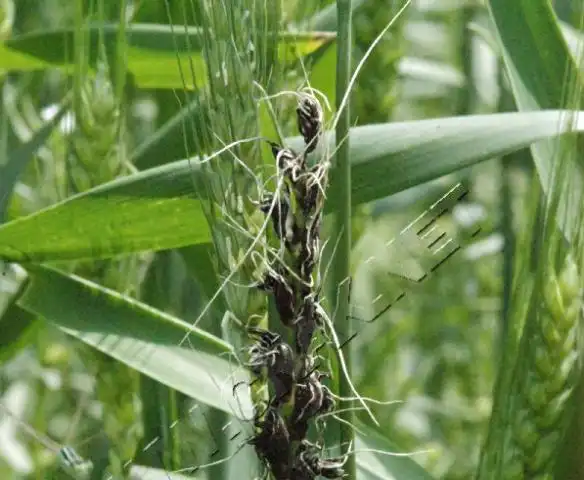 小麦散黑穗病