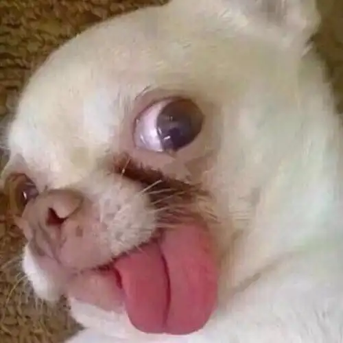 动物头像头像gif动图_动态图_表情包下载_soogif