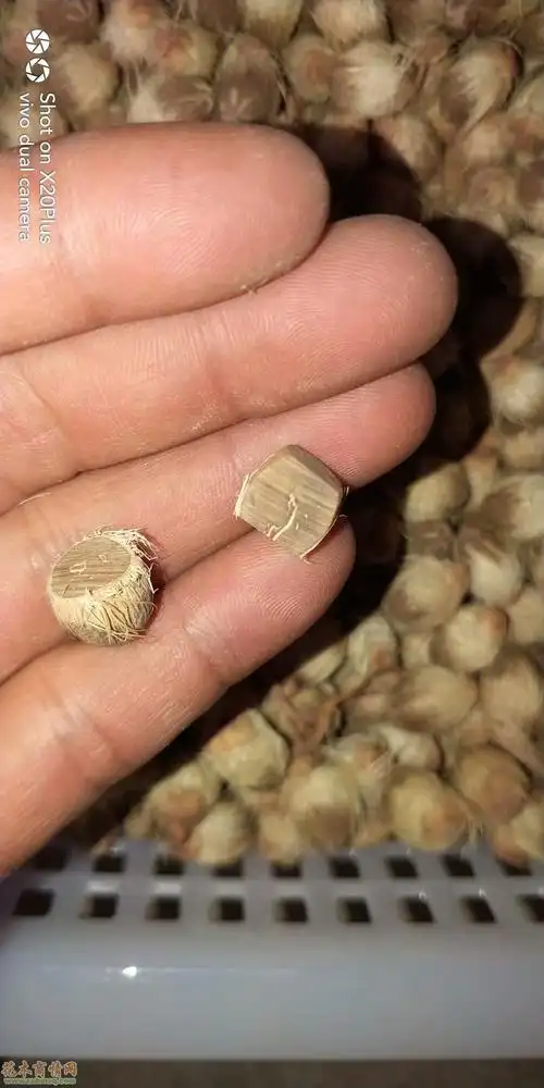 供应紫金鼠实心籽原籽皇后葵金山葵种子-花木商情网