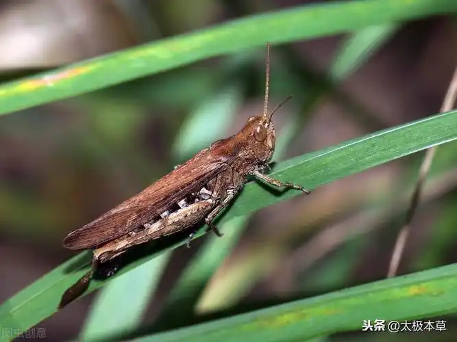 为蝗科动物飞蝗,中华稻蝗,稻叶大剑角蝗等多种昆虫的成虫.