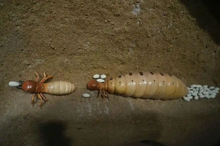 等翅目撤销,被归入蜚蠊目),类似蚂蚁营社会性生活,其社会阶级为蚁后