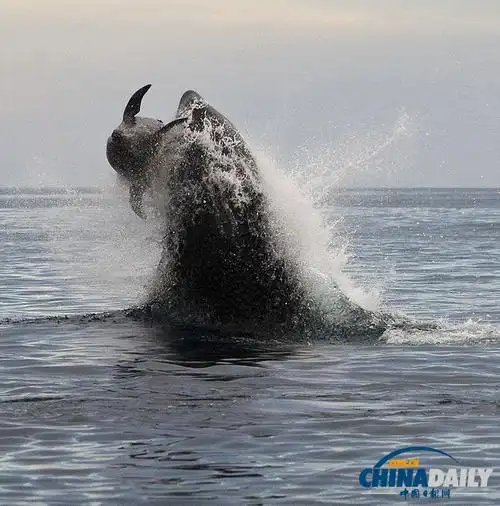 组图:虎鲸围捕海豚一跃5米 画面震撼上演生死时速