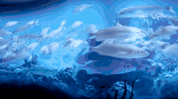 363_203gif 动态图 动图