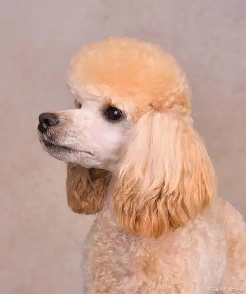 贵宾犬的毛发是其特色之一,可以分为标准贵宾犬,迷你贵宾犬和玩具贵宾