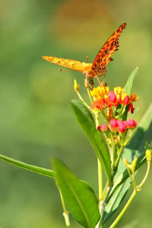 蝴蝶恋上花的美(2一2)